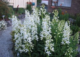 dictamnus albus albiflorus1 2008